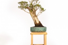 72 Melaleuca linariifolia
