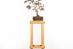 74 Leptospermum scoparium