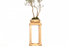 75 Kunzea peduncularis