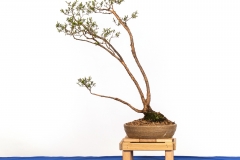 76 Kunzea peduncularis