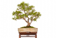 8-Leptospermum-petersonii