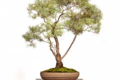 9-Eucalyptus-nicholii