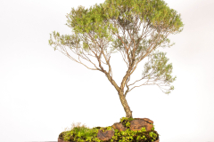 29-Melaleuca-linariifolia-Claret-Tops-LR