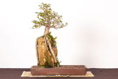 1-Ficus-rubiginosa-LR