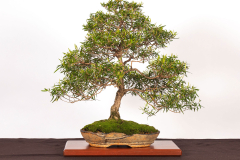 10-Leptospermum-petersonii-LR