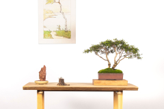 11-Melaleuca-styphelioides-LR