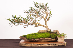 12-Callistemon-sieberi-LR