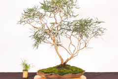 13-Eucalyptus-viridis-LR