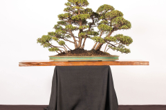 14-Leptospermum-laevigatum-LR