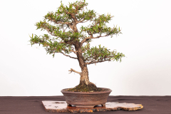 16-Leptospermum-petersonii-LR