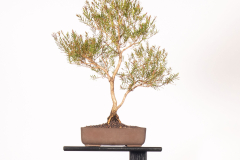 18-Melaleuca-linariifolia-LR