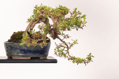 19-Leptospermum-laevigatum-LR