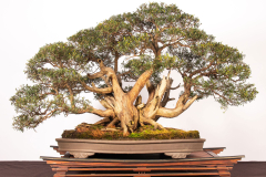 21-Kunzea-peduncularis-LR