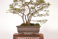 22-Nothofagus-cunninghamii-LR