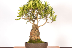 23-Banksia-serrata-LR