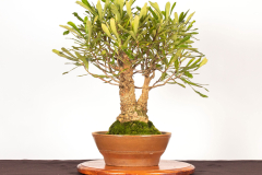 24-Banksia-serrata-LR