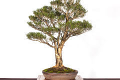 26-Melaleuca-ericifolia-LR