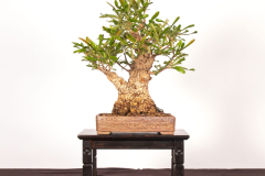27-Banksia-serrata-LR