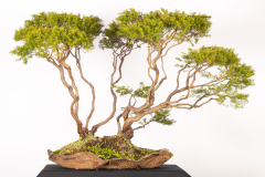 28-Sannantha-pluriflora-LR