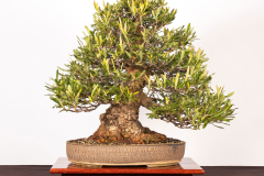 3-Banksia-aemula-LR