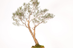 30-Kunzea-peduncularis-LR