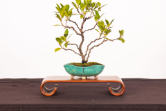31-Ficus-microcarpa-Crassifolia-var-nitida-LR