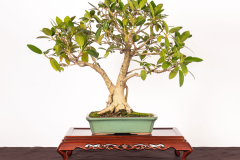 33-Ficus-rubiginosa-LR