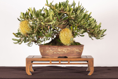 34-Banksia-serrata-Pygmy-Possum-LR