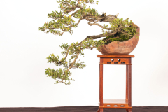 35-Leptospermum-laevigatum-LR