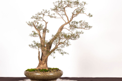 36-Kunzea-peduncularis-LR