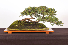 38-Leptospermum-laevigatum-LR