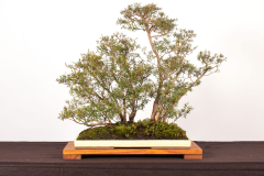39-Kunzea-peduncularis-LR
