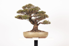 4-Leptospermum-lanigerum-LR