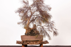 41-Allocasuarina-torulosa-LR