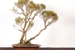 42-Melaleuca-linariifolia-LR