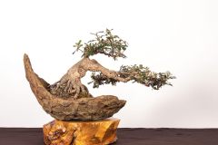 43-Banksia-integrifolia-LR