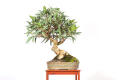 44-Eucalyptus-camaldulensis-LR