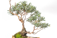 45-Eucalyptus-nitida-LR