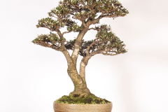 47-Banksia-marginata-var-Mini-Marge-LR