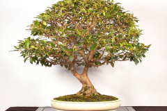 49-Lophostemon-confertus-LR