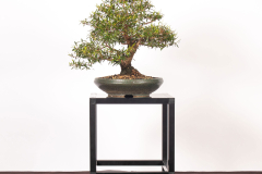 5-Leptospermum-petersonii-LR
