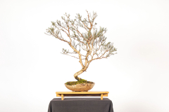 50-Melaleuca-halmaturorum-LR