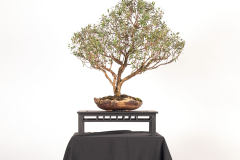 52-Leptospermum-sericeum-LR