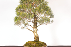 53-Melaleuca-alternifolia-LR