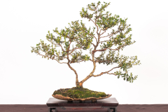 54-Eucalyptus-vernicosa-LR