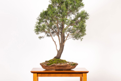 58-Callitris-glaucophylla-LR