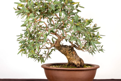 59-Eucalyptus-camaldulensis-LR