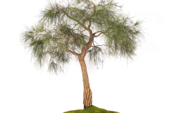 6-Allocasuarina-littoralis-LR