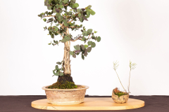 60-Eucalyptus-leucoxylon-sp-megalocarpa-LR