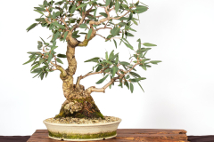 61-Eucalyptus-camaldulensis-LR